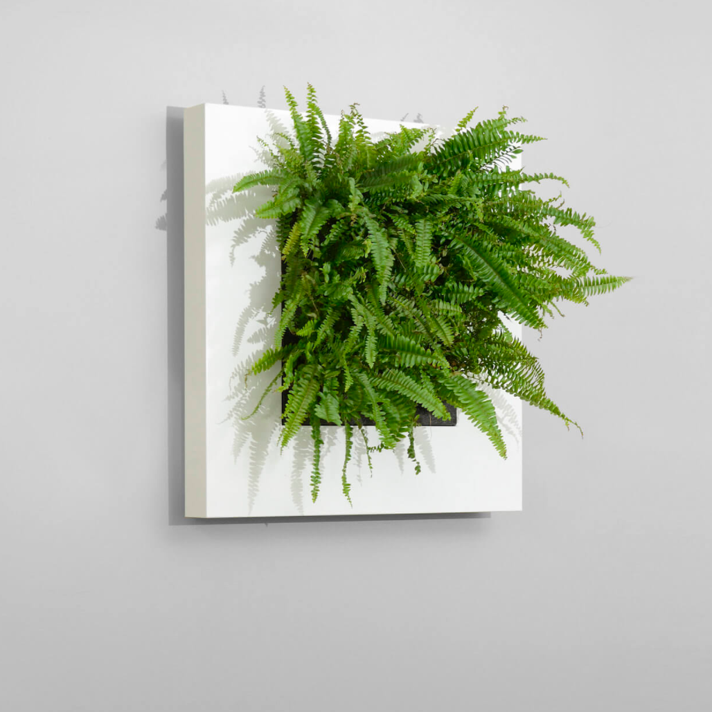 live plant wall hangings Live Picture I | Living Wall