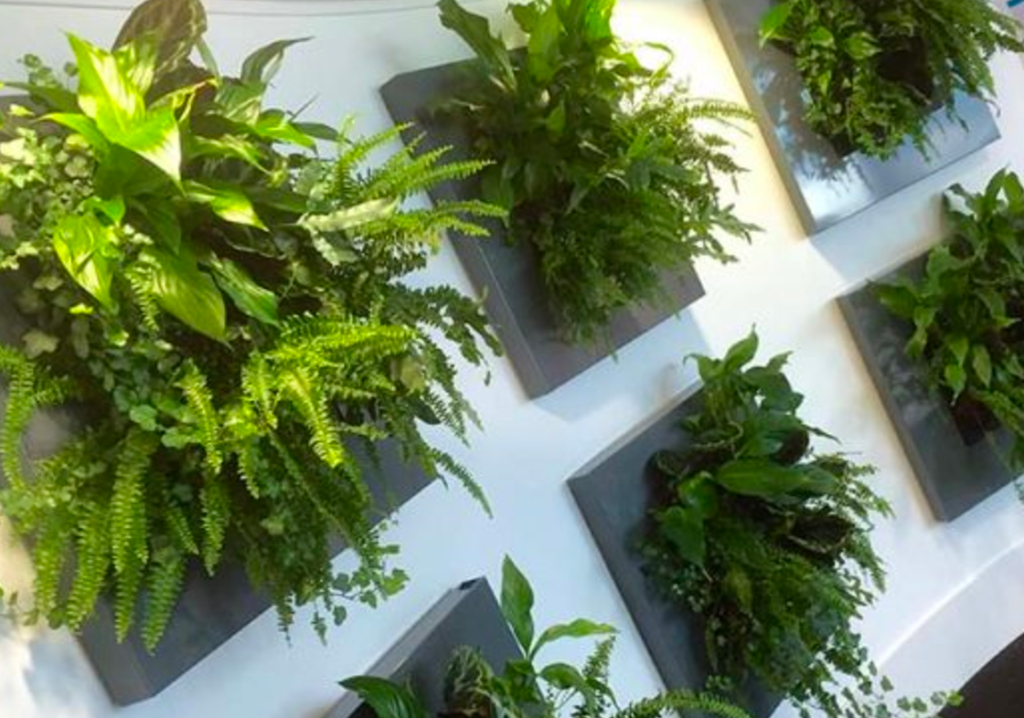 Live Picture I | Living Wall | DIY Plant Wall