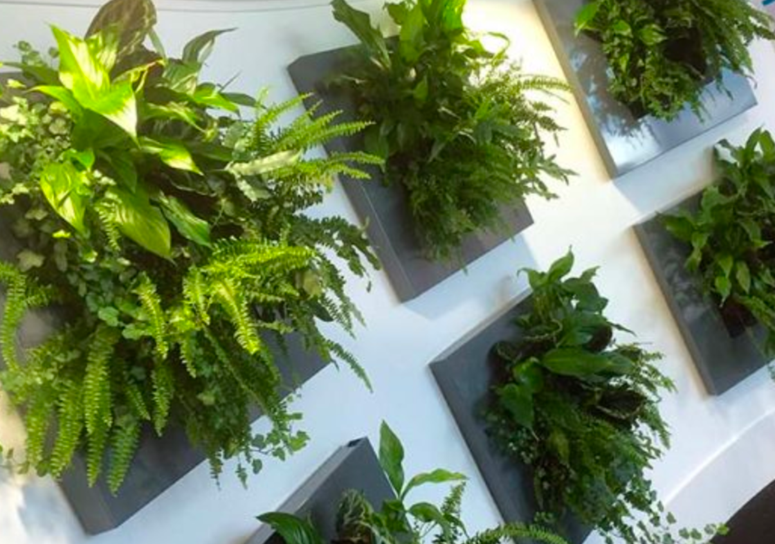 Live Picture II | Living Wall | DIY Plant Wall