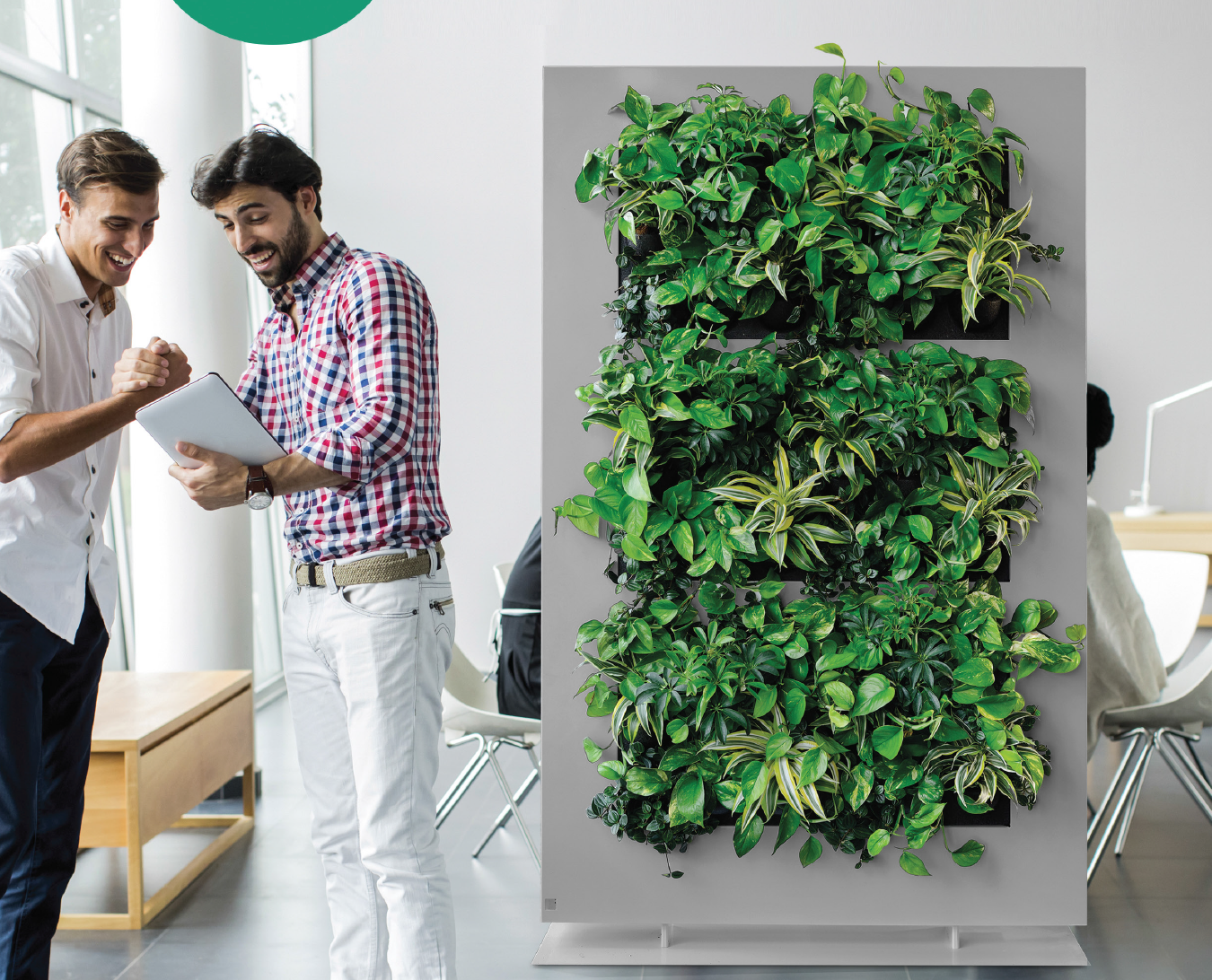 Live Divider | Living Wall | Privacy Wall | Privacy Plants