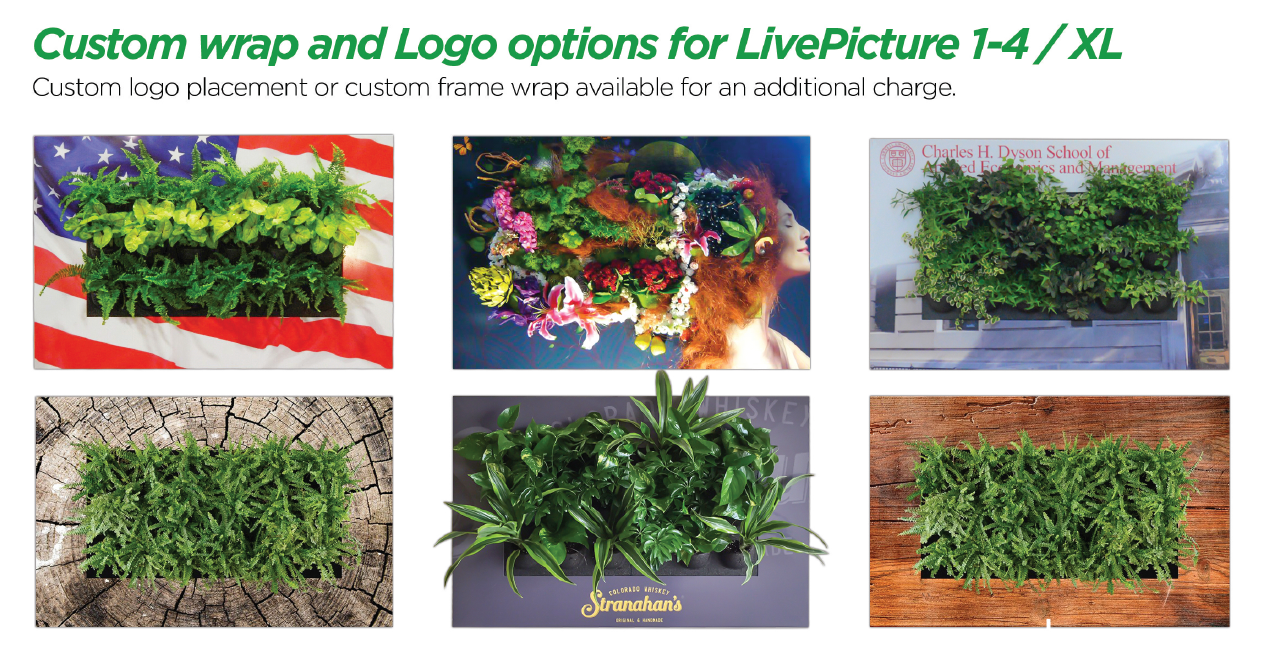 Live Divider | Living Wall | Privacy Wall | Privacy Plants