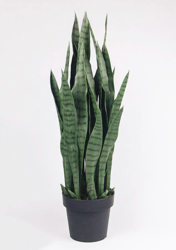 Sansevieria Zeylanica - Snake Plant - 6 Inch Pot - Bowstring Hemp