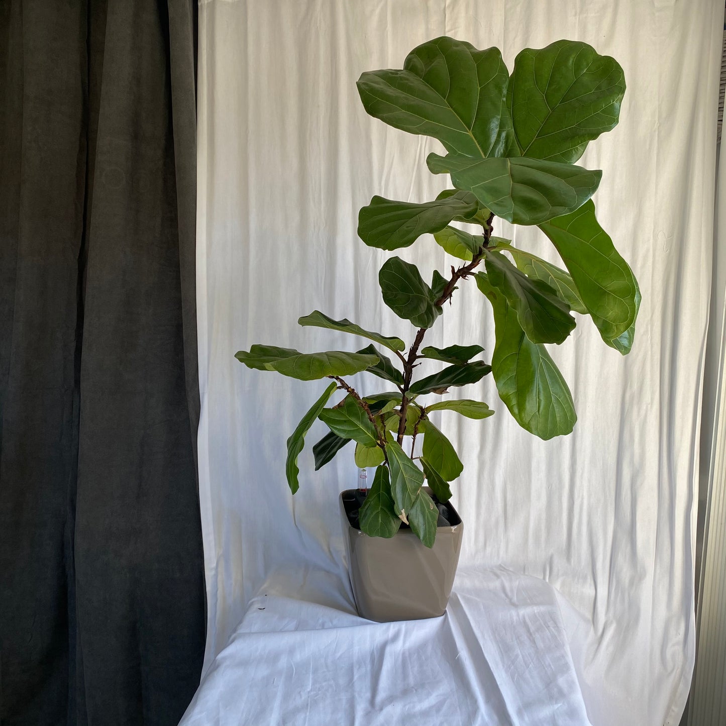 Fiddle Leaf Fig Tree - 3 feet tall