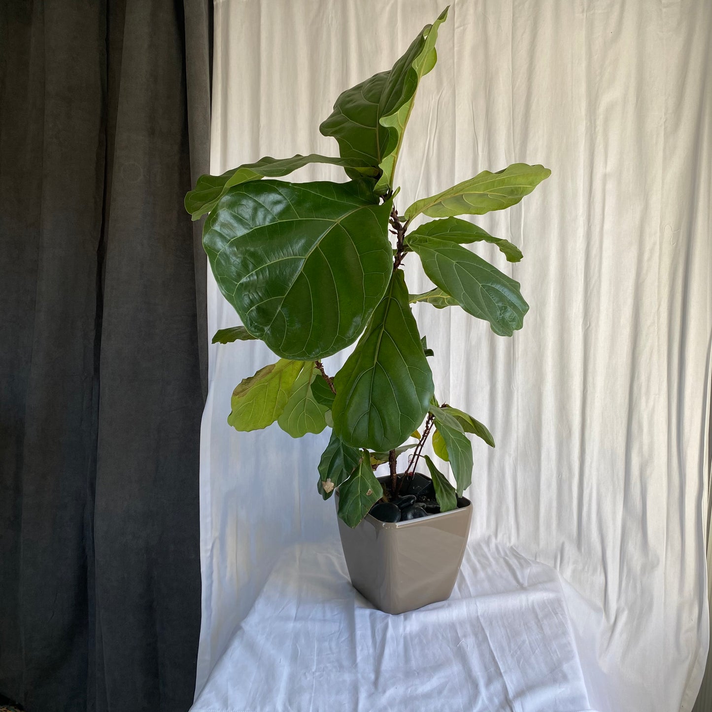 Fiddle Leaf Fig Tree - 3 feet tall