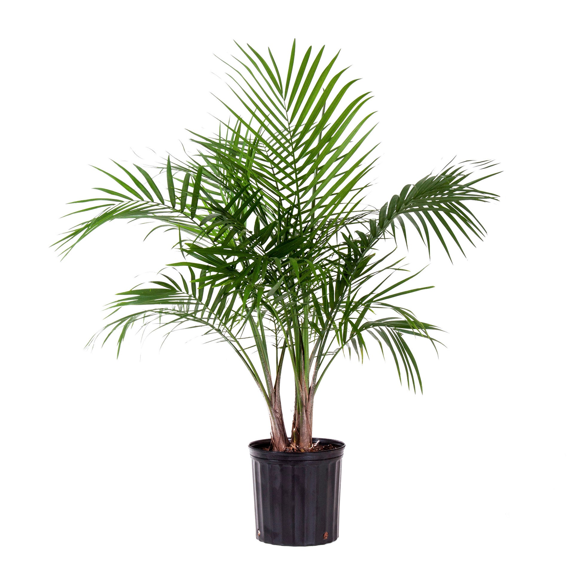 plant palm Majesty Palm | Tropical Plant