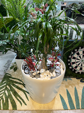 Ponytail Palm | Indoor Plant | Low-Maintenance Plant